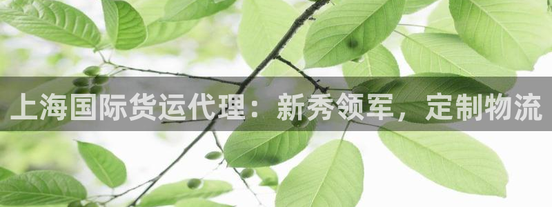 尊龙下载推荐网站：上海国际货运代理：新秀领军，定制物流